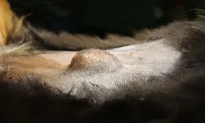 Widok z bliska na brzuch psa, gdzie widoczny jest pępek. Skóra wokół jest ogolona.
