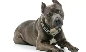 Szlachetny amstaff waga 30kg, z potężną budową i stalowym łańcuchem na szyi, leży na białym tle.