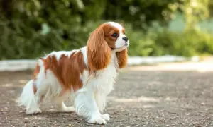 Uroczy cavalier king charles spaniel w brązowo-białe łaty stoi na ścieżce, ciesząc się słońcem.