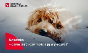 Smutny, kudłaty pies leżący na białym tle. Logo Cormay Diagnostics.