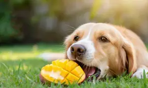 Złocisty piesek z apetytem gryzie soczyste mango. Czy pies może mango? Ten słodziak udowadnia, że tak!