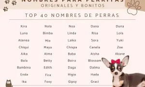 Popularne imiona dla psa: Kira, Luna, Atenea, Chiqui, Aika, Bala, Bambina, Enda, Ika, Nala, Bimba, Mia, Maya, Alma, Betty, Edith, Fira, Foxy, Noa, Linda, Laika, Chispa, Baba, Boira, Daga, Higia, Gipsy, Dana, Risa, Sora, Canela, Aisha, Blossom, Dalma, H...