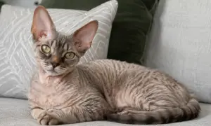 Uroczy kot rasy devon rex z dużymi uszami i falistym futerkiem leży na kanapie.