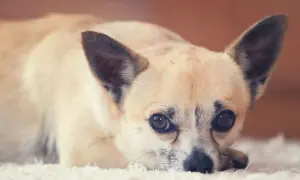 Uroczy chihuahua leży na miękkim dywanie. Zastanawiasz się, ile żyje chihuahua? Te małe psy często cieszą się długim życiem.