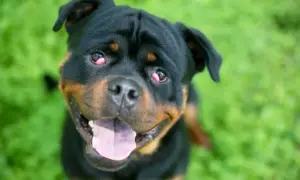 Rottweiler z zaczerwienionymi, spuchniętymi oczami patrzy w obiektyw z otwartym pyskiem.