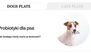 Jack Russell terrier z blistrem tabletek w pysku. Temat: probiotyki dla psa.