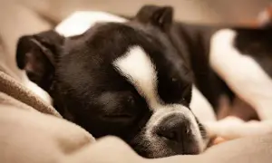 Śpiący piesek, który nie chce jeść. Czarno-biały Boston Terrier odpoczywa na miękkim kocu, marząc o smakołykach.
