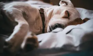 Stary pies ciągle śpi, wtulony w miękką pościel. Jego spokojny sen to dowód na zasłużony odpoczynek.