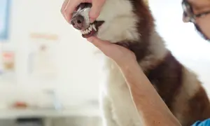 Weterynarz bada zęby husky. Widać białe dziąsła u psa i jego ostre zęby.