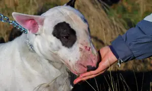 Biały bullterier z czarną łatą na oku, z widoczną ropiejącą raną u psa na pysku, otrzymuje wodę z dłoni.