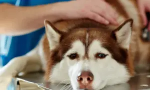 Husky leży na stole weterynaryjnym, weterynarz bada go pod kątem wnętrostwa u psa.