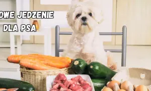 Uroczy piesek czeka na domowe jedzenie dla psa przepisy. Na stole marchewki, cukinia, mięso i jajka.