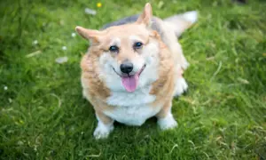Uśmiechnięty corgi na trawie. Zastanawiasz się, jak odchudzić psa? Zacznij od zdrowej diety i spacerów!