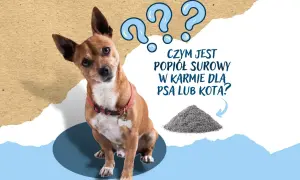 Zdezorientowany piesek patrzy na górkę popiołu surowego. Czy to składnik karmy dla zwierząt?