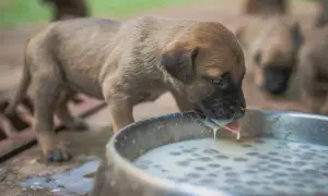 Szczeniak pije mleko z miski. To zdrowy napój, co może pić pies.