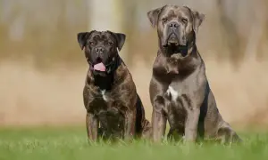 Dwa potężne psy rasy Cane Corso siedzą na trawie. Jeden jest pręgowany, drugi szary.
