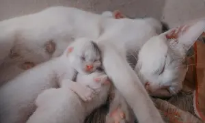 Śpiąca kotka z kilkoma nowo narodzonymi kociętami. Po czym poznać, że kotka jest w ciąży? Po tym, że wkrótce pojawi się taki widok!