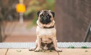 Smutny mops z nadwagą siedzi na zewnątrz, jego otyłość jest widoczna.
