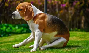 Beagle siedzi na trawie, zastanawiając się, dlaczego pies saneczkuje. Może coś go swędzi?