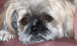 Smutny piesek Shih Tzu leży na kanapie. Czy pies może jeść olej rzepakowy? Zapytaj weterynarza.