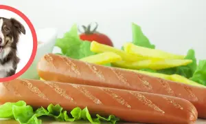Czy pies może jeść parówki? Na zdjęciu piesek patrzy na parówki z frytkami i sałatą.