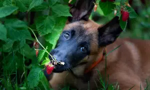 Szczeniak belgijskiego owczarka malinois próbuje maliny prosto z krzaka. Czy pies może maliny? Ten maluch wydaje się być na tak!