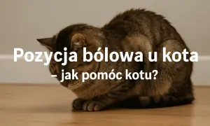 Kot w pozycji bólowej, z podkurczonymi łapami i opuszczoną głową, może sygnalizować zapalenie jelit.