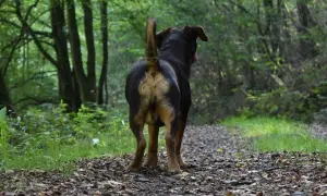 Pies w lesie, widok od tyłu. Widać jego ogon i okolice, gdzie znajdują się gruczoły odbytowe.