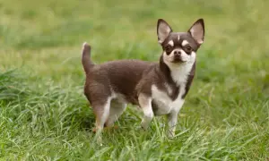 Mały, brązowo-biały chihuahua pies stoi na zielonej trawie, patrząc w obiektyw.