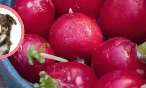 Czy pies może jeść rzodkiewkę? Na zdjęciu widać soczyste rzodkiewki i uśmiechniętego psa, co sugeruje, że może być to bezpieczna przekąska.