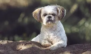 Uroczy shih tzu leży na piasku. Tabela żywienia shih tzu pomoże Ci zadbać o jego zdrowie.