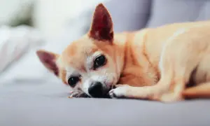 Mały piesek chihuahua leży smutny, pies się trzęsie i ma podkulony ogon.
