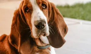 Smutny basset hound z długimi uszami patrzy w obiektyw.