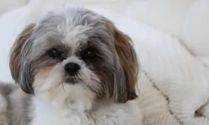 Uroczy shih tzu z puszystą sierścią, idealny do przytulania. Jego waga jest odpowiednia dla tej rasy.