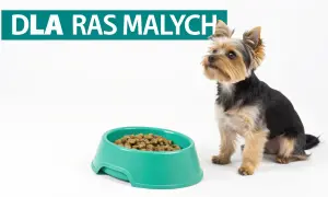 Mały yorkshire terrier siedzi obok miski suchej karmy. Czy szczeniak może jeść tylko suchą karmę? Napis "DLA RAS MAŁYCH".