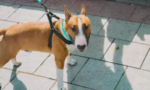 Uroczy amstaff bulterier na spacerze, z turkusową obrożą i czarną uprzężą, stoi na chodniku.