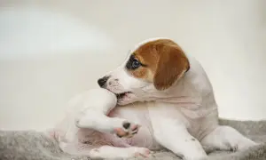 Szczeniak Jack Russell Terrier gryzie łapkę, szukając ulgi. Warto poznać domowe sposoby na pchły u szczeniaka, by szybko pomóc pupilowi.