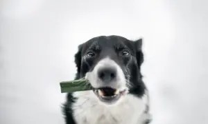 Border collie z zielonym przysmakiem w pysku, który wygląda jak kleik z siemienia lnianego dla psa.