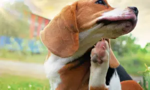 Piesek beagle drapie się łapką, być może przez pchłę. Słońce świeci, a w tle widać budynek.