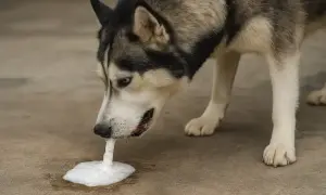 Husky pies wymiotuje wodą, tworząc pianę na ziemi.