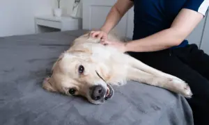Złoty retriever leży na plecach na łóżku, a jego właściciel delikatnie głaszcze go po brzuchu. Pies wygląda na zrelaksowanego, z lekko otwartym pyskiem.