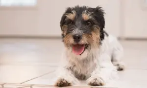 Stary pies ciężko oddycha, leżąc na podłodze. Jego język wystaje, a futro jest biało-brązowe.