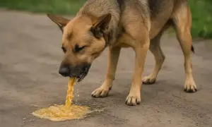 Pies pije dużo wody, a potem wymiotuje. Widać strumień żółtej cieczy wydobywający się z jego pyska na ziemię.