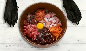 Miski z surowym mięsem, podrobami, jajkiem i marchewką – idealna dieta dla psa z chorymi jelitami.