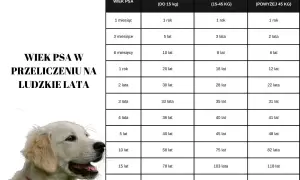 Tabela porównująca wiek psa w ludzkich latach. 18 lat psa to w zależności od rasy od 98 do 118 lat ludzkich.