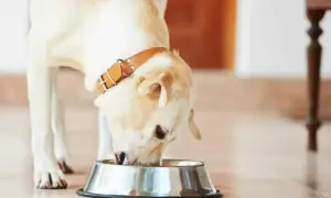 Labrador z brązową obrożą je z miski. Zastanawiasz się, jak długo gotować wieprzowinę dla psa?