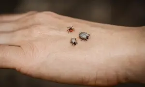 Trzy kleszcze, w tym jeden czerwony, na ludzkiej dłoni. Mogą być obrzeżkiem gołębi w domu.