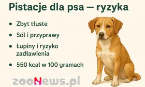 Czy pies może pistacje? Nie, bo są zbyt tłuste, solone, przyprawione i stanowią ryzyko zadławienia.