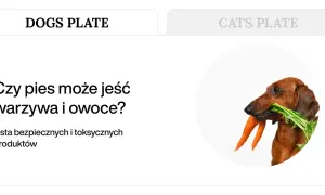 Jamnik z marchewką w pysku. Czy pies może jeść owoce? Dowiedz się, co jest bezpieczne dla Twojego pupila.