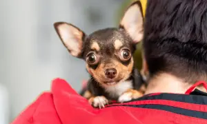 Mały piesek chihuahua, który się trzęsie, wtula się w czerwoną bluzę swojego opiekuna, patrząc z zaciekawieniem.